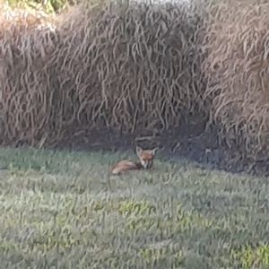 Meet your Posher, Joyce